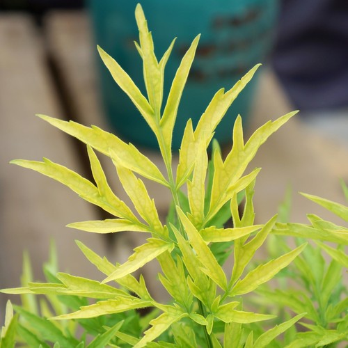 Sambucus golden tower - sambucus, tower'