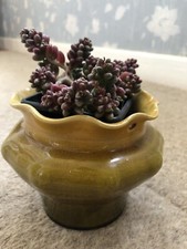 Sedum Furfuraceum (Bonsai