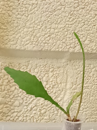 Epiphyllum german empress - epiphyllum,