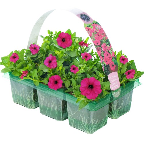 Petunia surfinia purple - petunia,