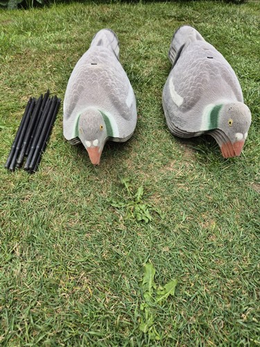 Jumbo pigeon shells decoys - shells,