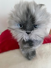 Collectible TY Classic