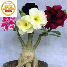Desert Rose Bulbs for Planting