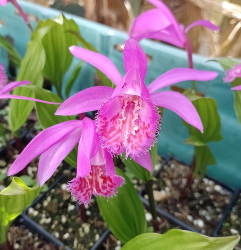 1pot pleione tongariro - 1pot,