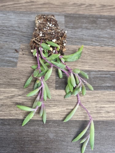 Ruby necklace plant othonna - ruby,