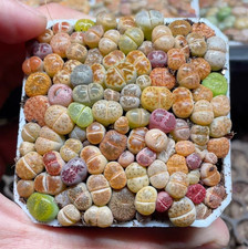Mixed Colourful Lithops Living