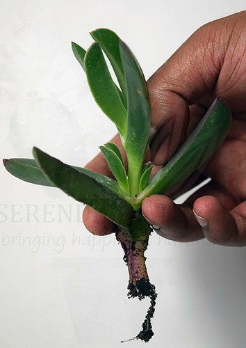 Carpobrotus edulis hottentot - edulis,