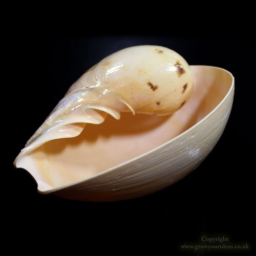 Large melon bala - melon,