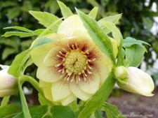 Hellebore Double Yellow