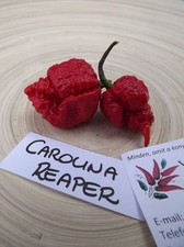 Carolina Reaper Chili - 10+ seeds - WORLD RECORD! - Ch 001