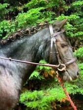 Very Pretty Pony & Small Pony Dainty Flash Bridle with Soft Rubber Reins