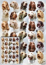 Italian Spinone Dog Gift Wrapping Paper By Starprint - One sheet plus gift card