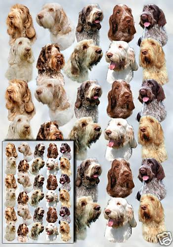 Italian spinone dog - italian, gift