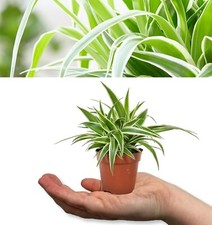 2 x Spider Plants Chlorophytum