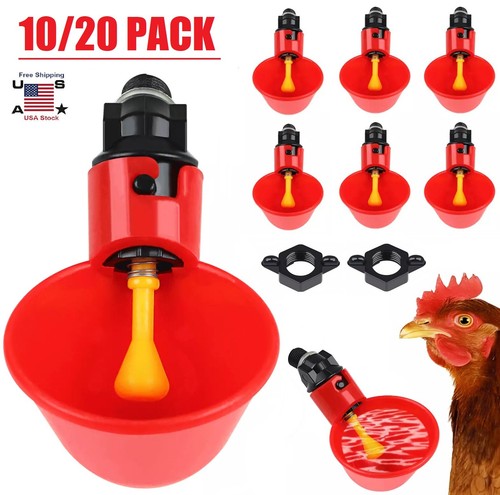 Poultry water drinking - 20×,