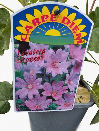 Pink lavatera plant - plant, in