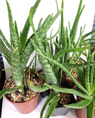 Aloe vera medicinal - aloe,