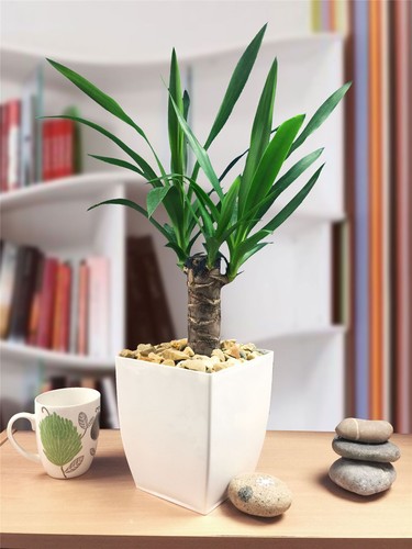 Hardy evergreen spineless - hardy,
