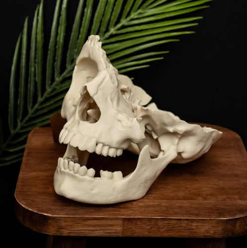 Human skull replica life - skull, size
