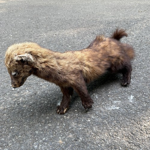 Fisher cat taxidermy large - taxidermy, no