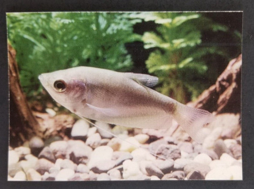Moonlight gourami 1990 - moonlight, 1990's