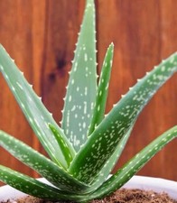 Organic Aloe Vera Plant : $27.99 Free Postage