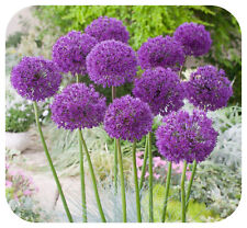 Allium Purple Sensation x 100 Spring Flowering Bulbs