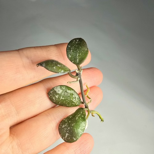 Hoya mini kalimantan - sp,