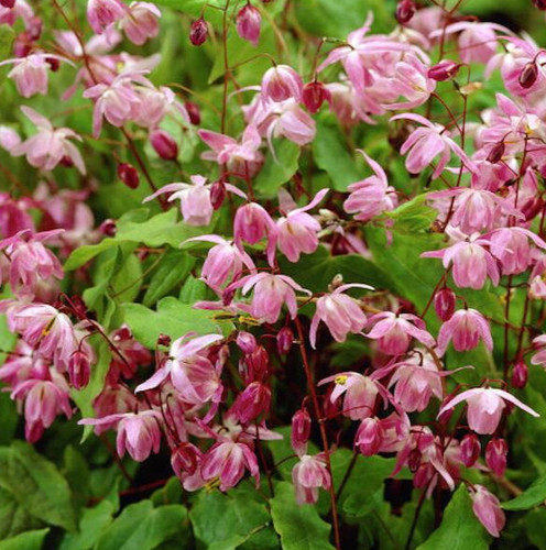 Epimedium roseum perennial - epimedium,