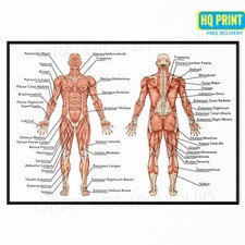 Human Anatomy Muscular System