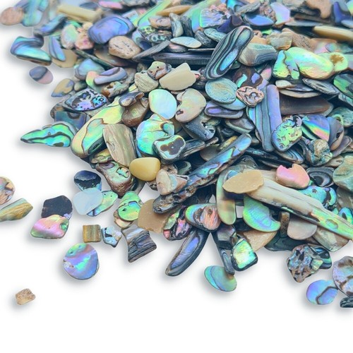 Abalone paua 800 pcs - paua,