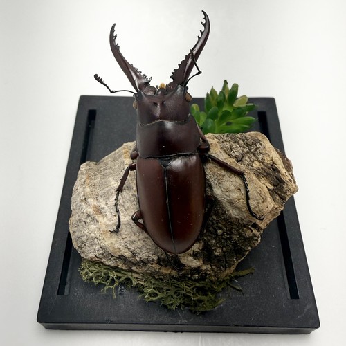 Prosopocoilus stag beetle - prosopocoilus,