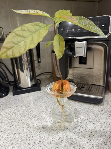 Avocado healthy bare - avocado, (persea)