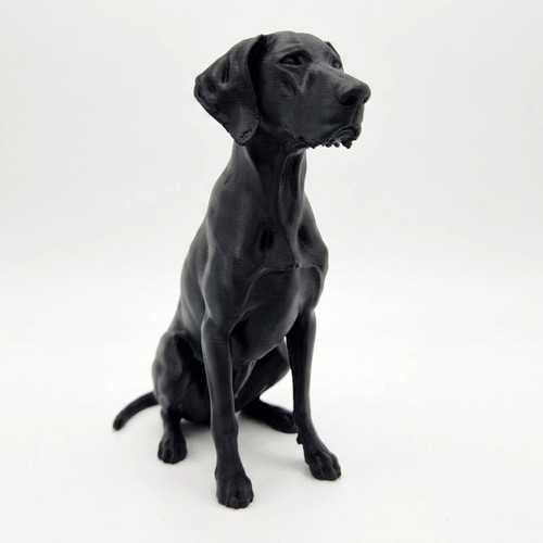 German shorthaired pointer dog - german,