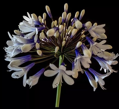 Agapanthus plug plant - plug,