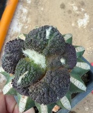 Live House Plant Ariocarpus