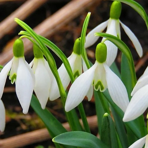 15x woronowii snowdrop - 15x,