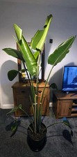 Large 2m bird of paradise