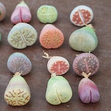 Baby Lithops Plants, Lithops Plants, Living Stones, Rare Lithops, Lithops Mix