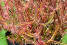 Live Plants Drosera Binata