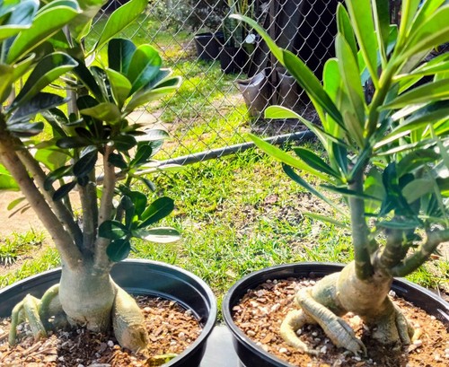 One healthy desert rose