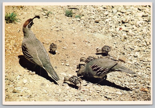 Arizona gambel quail - gambel, family
