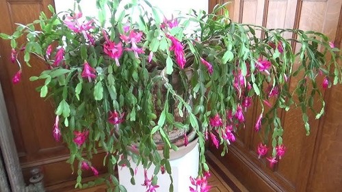 Christmas cactus buckleyi - ,