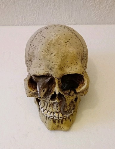Vintage lifesize skeleton - lifesize,
