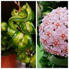 Uncommon Hoya Mauna Loa Variegated. Wax Plant. 1x Fresh Cutting. Fragrant.