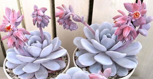 Echeveria laui succulent - x,