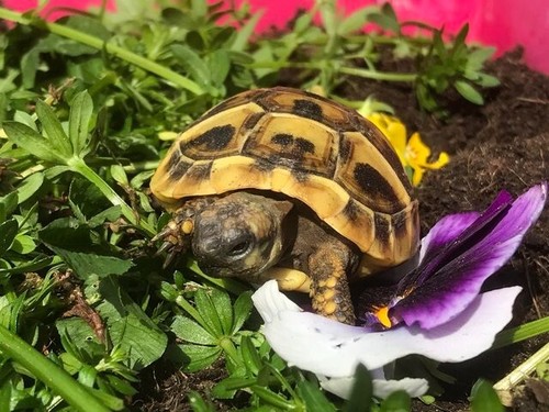 Large bag tortoise food - food, mix