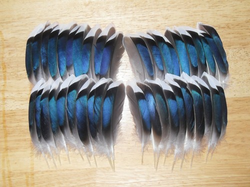 Mallard duck wing - 40,
