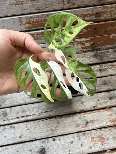 Rare houseplant monstera - rare,