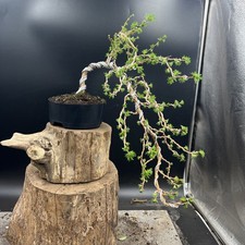  Japanese Larch Bonsai Tree